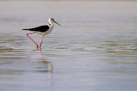 15142 Himantopus himantopus (Cavaliere d'Italia)